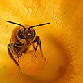 Bee on Squash Flower